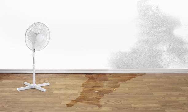 Best Basement water damage restoration  in Ivins, UT